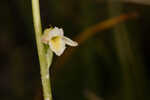 Florida lady's tresses